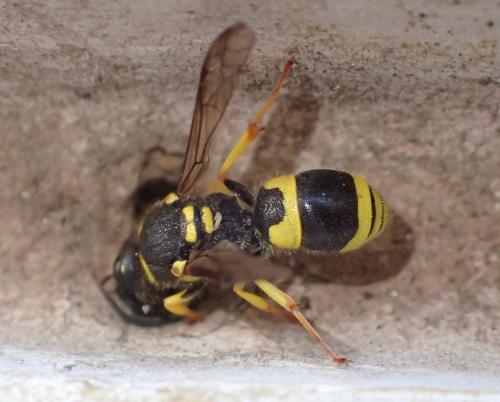 Ancistrocerus sp.